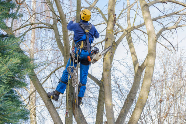 Reliable Palmetto, GA Tree Care Services Solutions